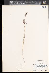 Agalinis paupercula image