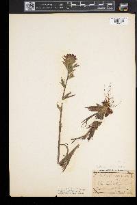 Castilleja coccinea image