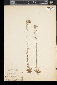 Castilleja coccinea image