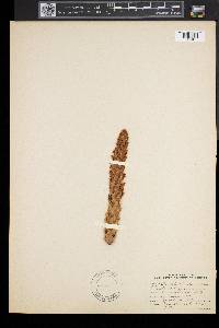 Conopholis americana image