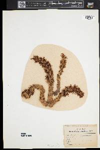 Conopholis americana image