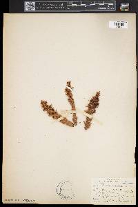 Conopholis americana image
