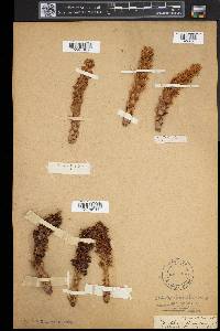 Conopholis americana image