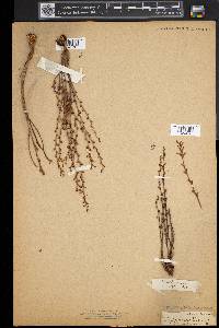 Epifagus virginiana image