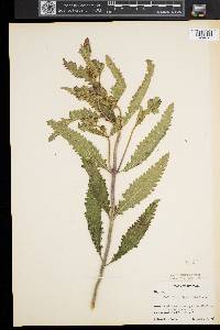Pedicularis lanceolata image