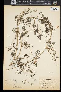 Adlumia fungosa image