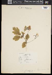 Chelidonium majus image