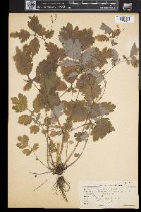 Chelidonium majus image