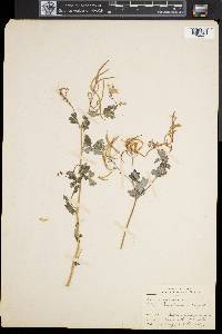 Chelidonium majus image