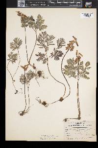 Dicentra canadensis image