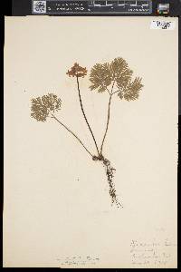 Dicentra canadensis image