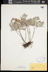 Dicentra canadensis image