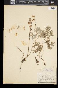 Dicentra canadensis image