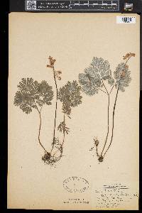 Dicentra canadensis image