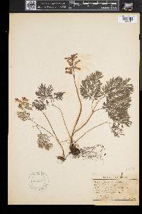 Dicentra canadensis image