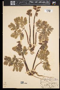 Dicentra canadensis image
