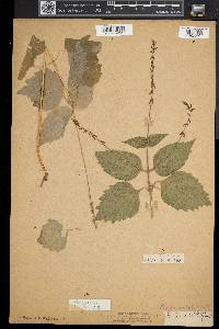 Phryma leptostachya image