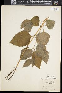 Phryma leptostachya image