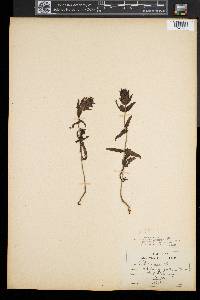 Rhinanthus minor image