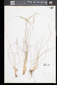 Festuca filiformis image