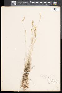 Festuca filiformis image