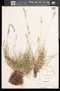 Festuca rubra image