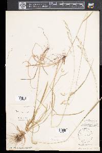 Festuca subverticillata image