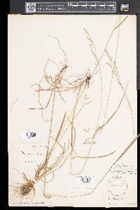 Festuca subverticillata image