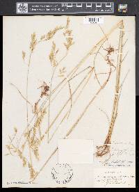 Festuca trachyphylla image