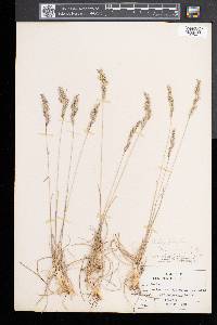 Festuca trachyphylla image