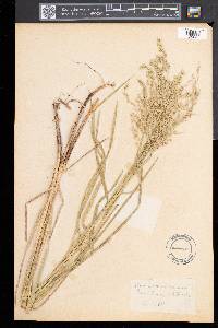 Glyceria canadensis image