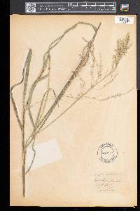 Glyceria canadensis image