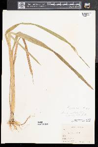 Glyceria grandis image