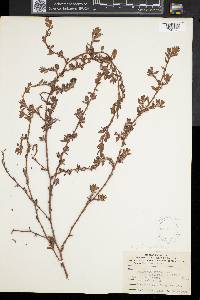 Polygonum aviculare var. buxiforme image