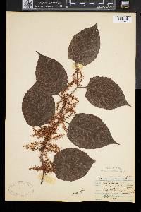 Reynoutria japonica image