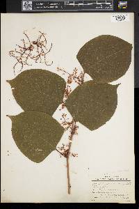 Reynoutria japonica image