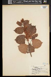 Reynoutria japonica image