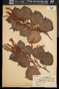 Reynoutria japonica image