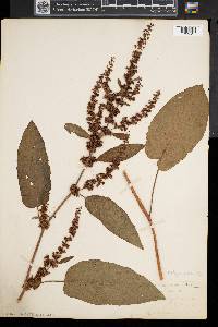 Rumex obtusifolius image