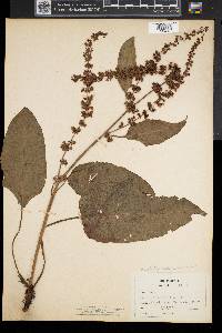 Rumex obtusifolius image