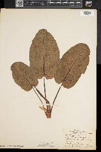 Rumex obtusifolius image