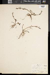 Portulaca oleracea image