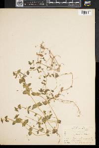 Lysimachia arvensis image