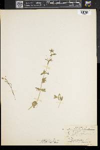 Lysimachia arvensis image