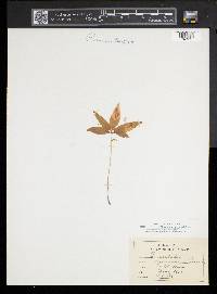 Trientalis borealis image