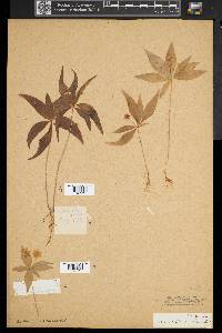Trientalis borealis image