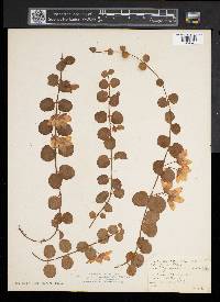 Lysimachia nummularia image