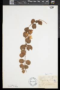 Lysimachia nummularia image