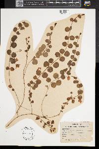 Lysimachia nummularia image