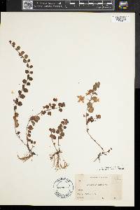 Lysimachia nummularia image